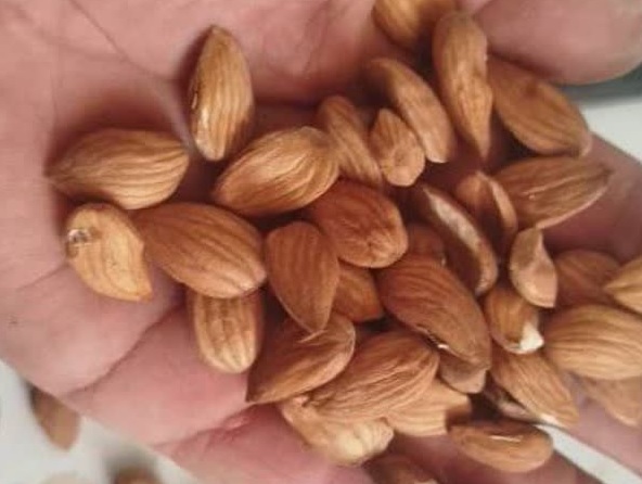 فروش مغز بادام فرانسوی درشت + قیمت عمده